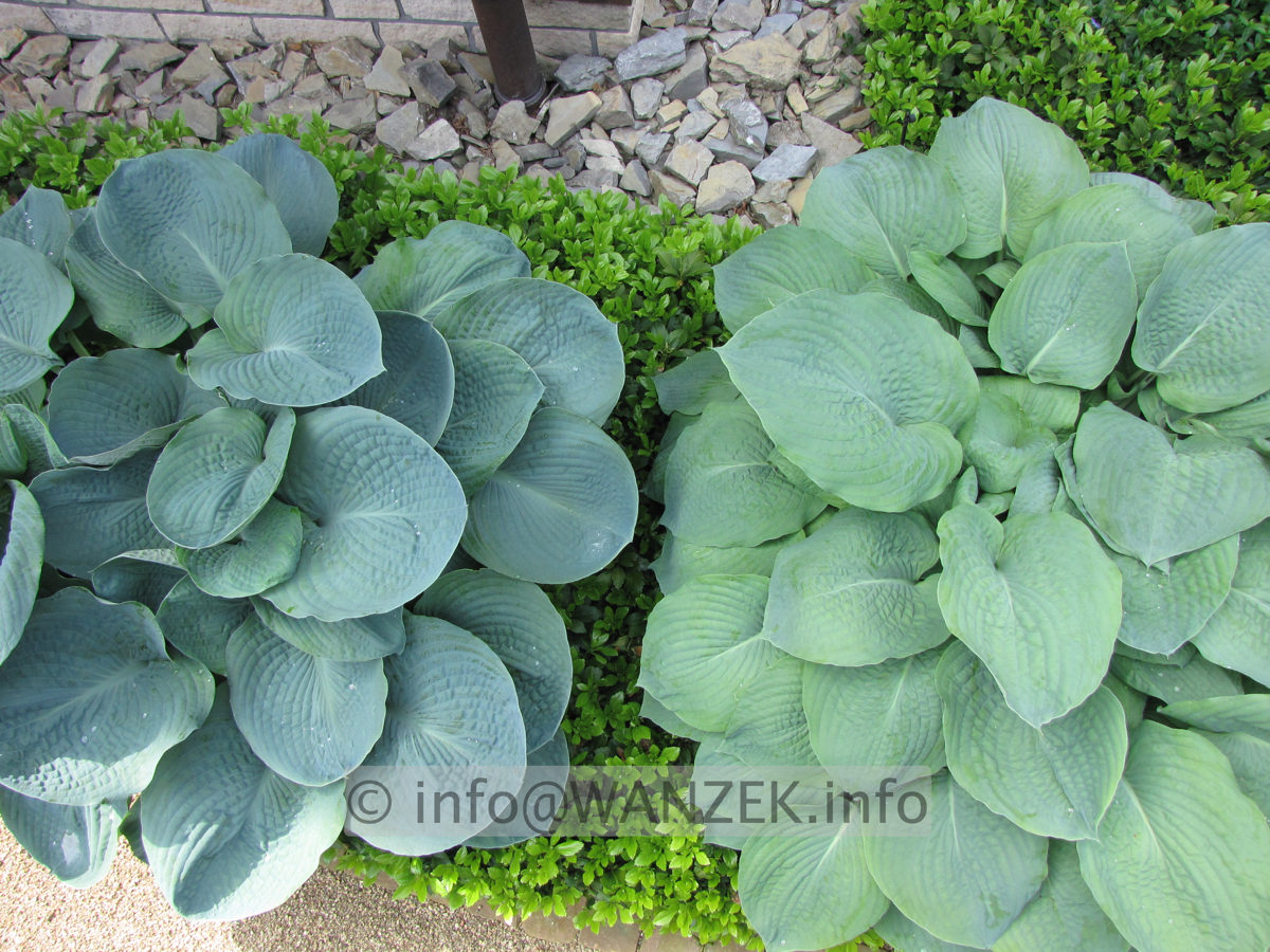 Hosta Hybride Perry's True Blue links - rechts Blaues Boot.JPG